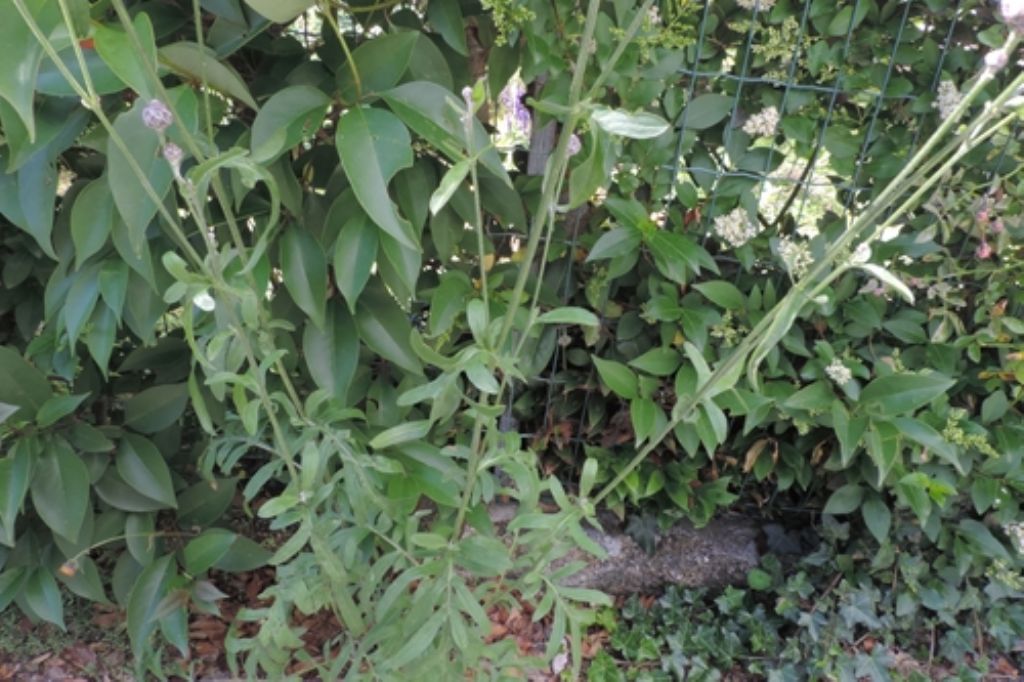 Centaurea scabiosa / Fiordaliso vedovino